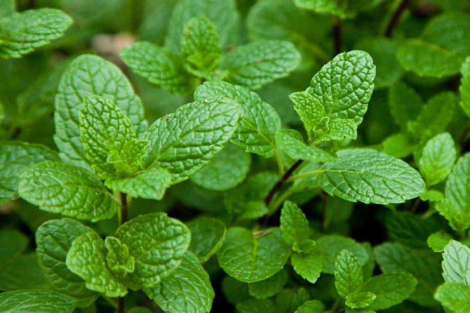 ΔΥΟΣΜΟΣ (Mentha spicata L.