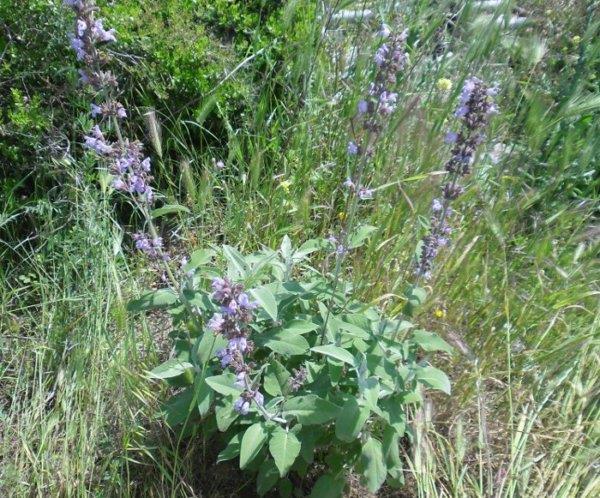ΦΑΣΚΟΜΗΛΟ (Salvia officinalis L.) Περιέχει αλκαλοειδή, υδατάνθρακες, λιπαρά οξέα, φαινολικές ενώσεις (π.χ. κουμαρίνες, φλαβονοειδή, ταννίνες), στεροειδή και τερπένια.