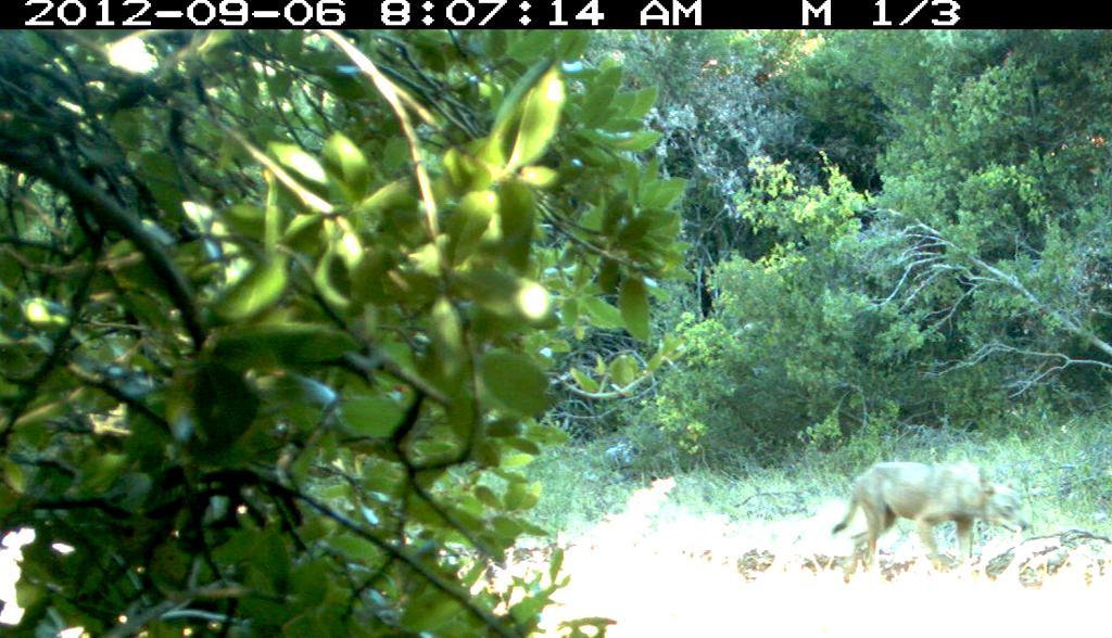 Φωτογραφία #1. Αρσενικό άτομο λύκου στην βόρειο-ανατολική Πάρνηθα καταγεγραμμένη με αυτόματη κάμερα υπερύθρου.