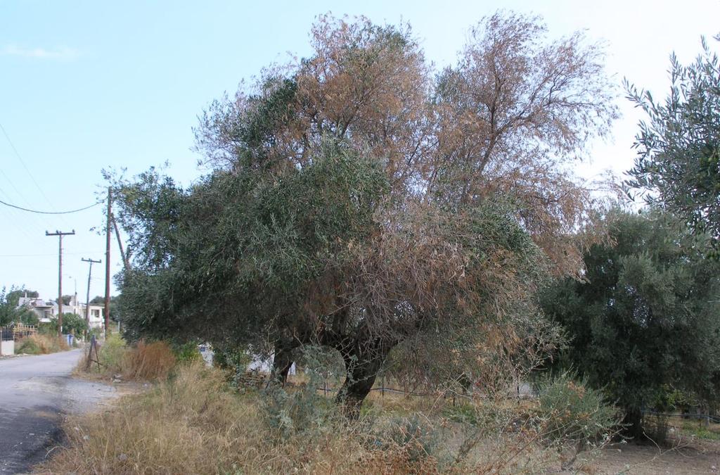 ΑΔΡΟΜΥΚΩΣΕΙΣ Αδρομυκώσεις είναι οι ασ