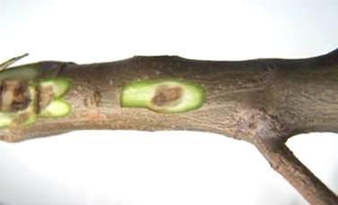 Η εξέλιξη της ασθένειας είναι πολύ αργή. Ο μύκητας απομονώνεται εύκολα από τους μεταχρωματισμένους ιστούς του ξύλου. Εικ.