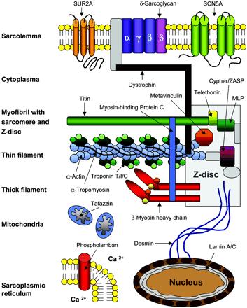 Lamin A/C:nuclear lamina proteins 5%-10% familial DCM