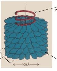 Ταξινόμηση μικροοργανισμών 21 Ιοί Οι μικρότεροι μολυσματικοί παράγοντες Απλή δομή (ένα