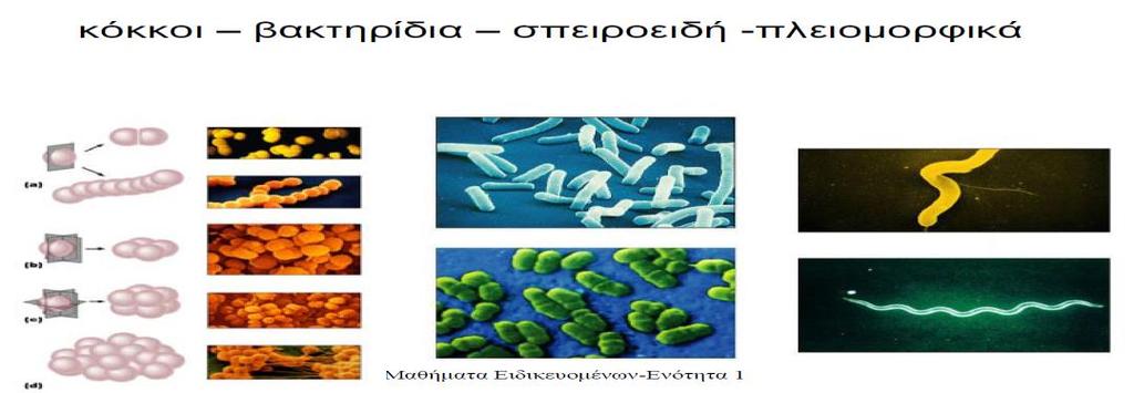 ΒΑΚΤΗΡΙΑ 24 ΜΟΡΦΗ Σταθερό γνώρισμα κάθε βακτηρίου