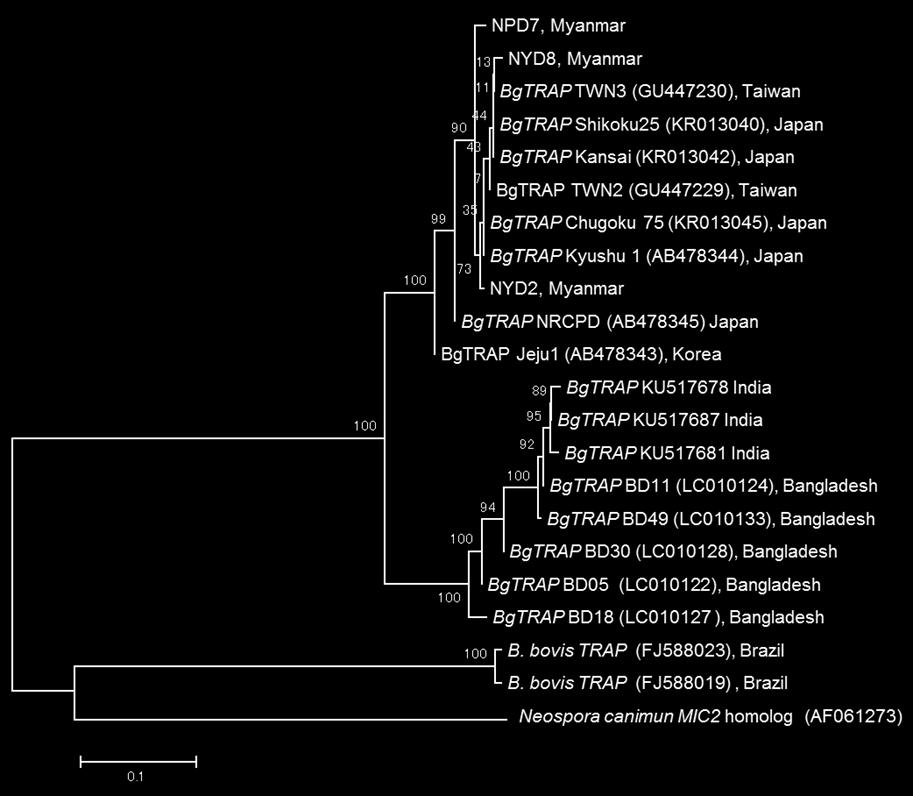 038) (p<0.003) 12 1 DNA ToxCO1 2. BgTRAP NJ (3) Mus lepidoides M. nitidulus 2 Popa Suzuki and Aplin, 2012 M. lepidoides (Mus sp.)m. nitidulus 27 2 M. musculus 10 M.