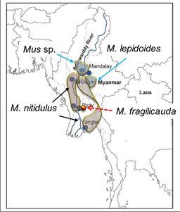Trypanosoma lewisi DNA Rattus Bandicota Mus PCR 3.