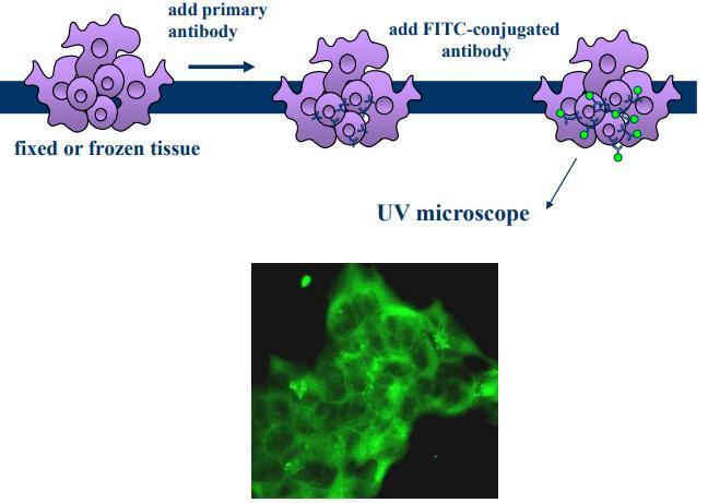 Ανοσοφθορισμός (IF;Immunofluorescence) Η αρχή της μεθόδου βασίζεται στη χρησιμοποίηση αντισωμάτων σημασμένων με φθορίζουσες ουσίες για την ανίχνευση και εντόπιση αντιγόνων ή αντισωμάτων σε ιστούς ή