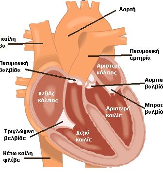 Καρδιά 4 Κοιλότητες 2 κόλπους χώροι λήψης αίματος (δεξιός και