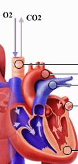 Καρδιαγγειακό σύστημα Δεξιό τμήμα: δέχεται φλεβικό αίμα απ όλο το σώμα και το διοχετεύει στους