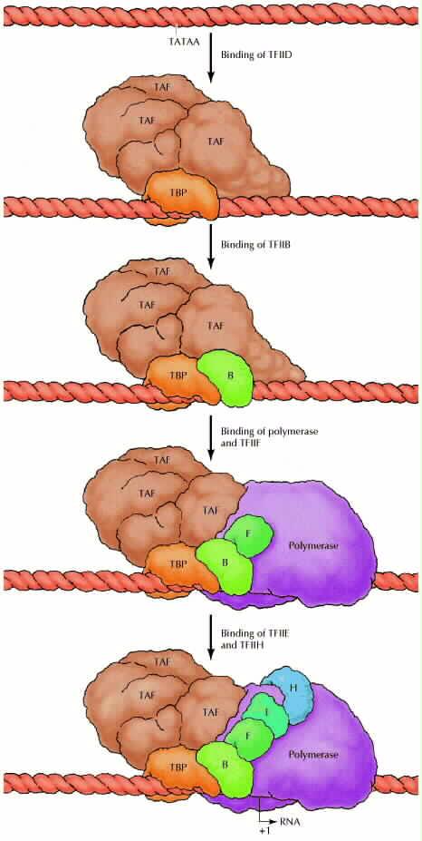H ευκαρυωτική RNA πολυμεράση II χρειάζεται ΓΕΝIKOYΣ μεταγραφικούς παράγοντες για την αναγνώριση των υποκινητών και τον σχηματισμό του προ-εναρκτήριου συμπλόκου TBP= Πρωτεΐνη που δεσμεύεται στο «κουτί