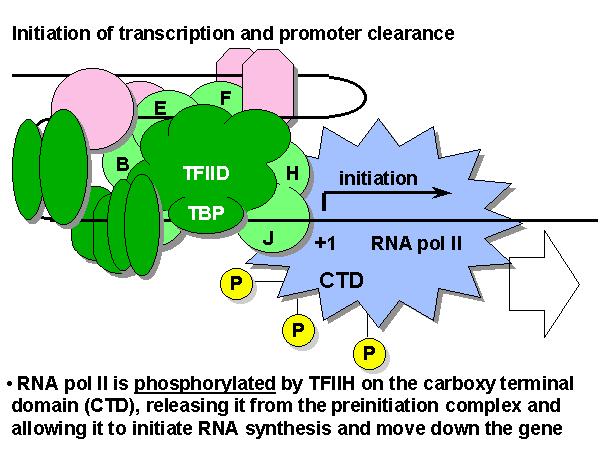 Η απομάκρυνση της RNA πολυμεράσης από τον υποκινητή είναι θεμελιώδους σημασίας στη γονιδιακή έκφραση Έναρξη της μεταγραφής και απομάκρυνση της RNA πολυμεράσης από τον υποκινητή (promoter clearance) Η