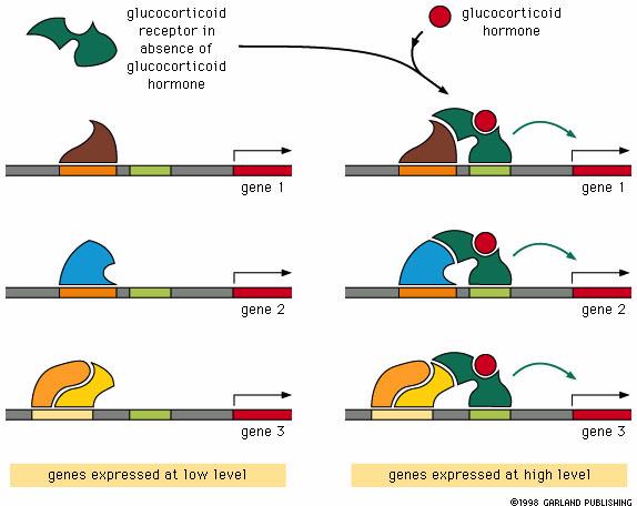 Διαφορική ρύθμιση γονιδίων από έναν υποδοχέα γλυκοκορτικοειδούς Ο υποδοχέας των γλυκοκορτικοειδών απουσία γλυκοκορτικοειδών είναι