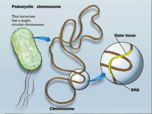 χρωμόσωμα Tο βακτήριο έχει ένα κυκλικό χρωμόσωμα