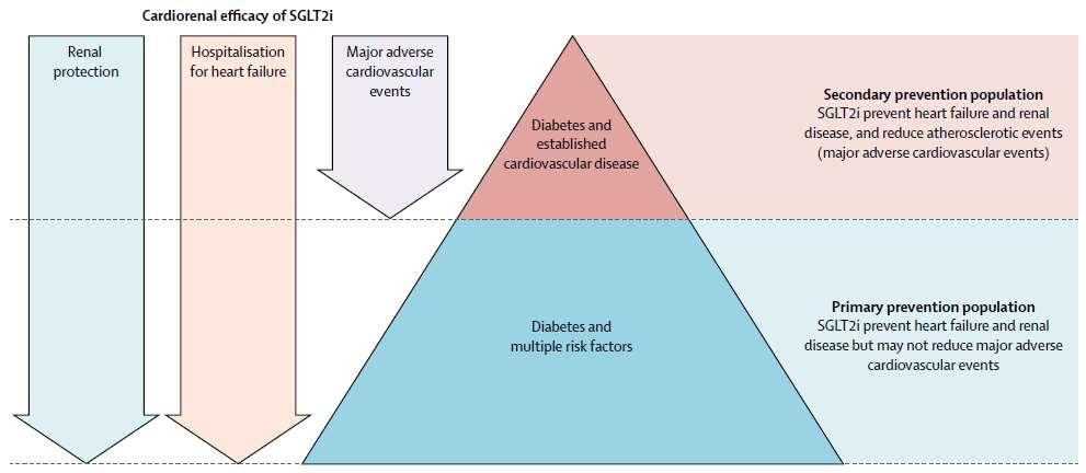Καρδιονεφρικά ωφέλη από την χορήγηση SGLT-2i σε