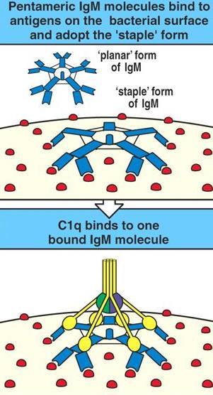 conformation found in solution.