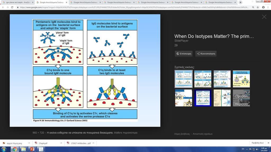 , Immunology 2003 Staple or crab conformation