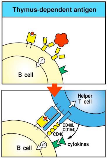 Ενεργοποίηση Β κυττάρων από θυμοεξαρτώμενα αντιγόνα Δέσμευση του πρωτεϊνικού αντιγόνου από την ανοσοσφαιρίνη επιφανείας του Β κυττάρου Εσωτερίκευση του αντιγόνου και επιστροφή του στην κυτταρική