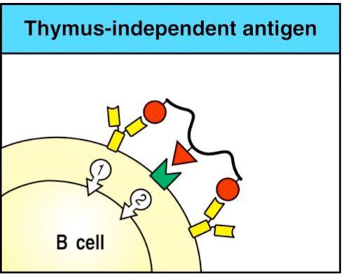 Ενεργοποίηση Β κυττάρων από θυμοανεξάρτητα αντιγόνα Πολλά συστατικά μικροβίων (βακτηριακοί πολυσακχαρίτες, πολυμερισμένες πρωτεΐνες, λιποπολυσακχαρίτες)