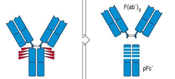 πρωτεάση παπαΐνη: διάσπαση των Abs σε 3 μέρη 2 τμήματα Fab (fragment antigen binding): σύνδεση αντιγόνων 1 τμήμα Fc