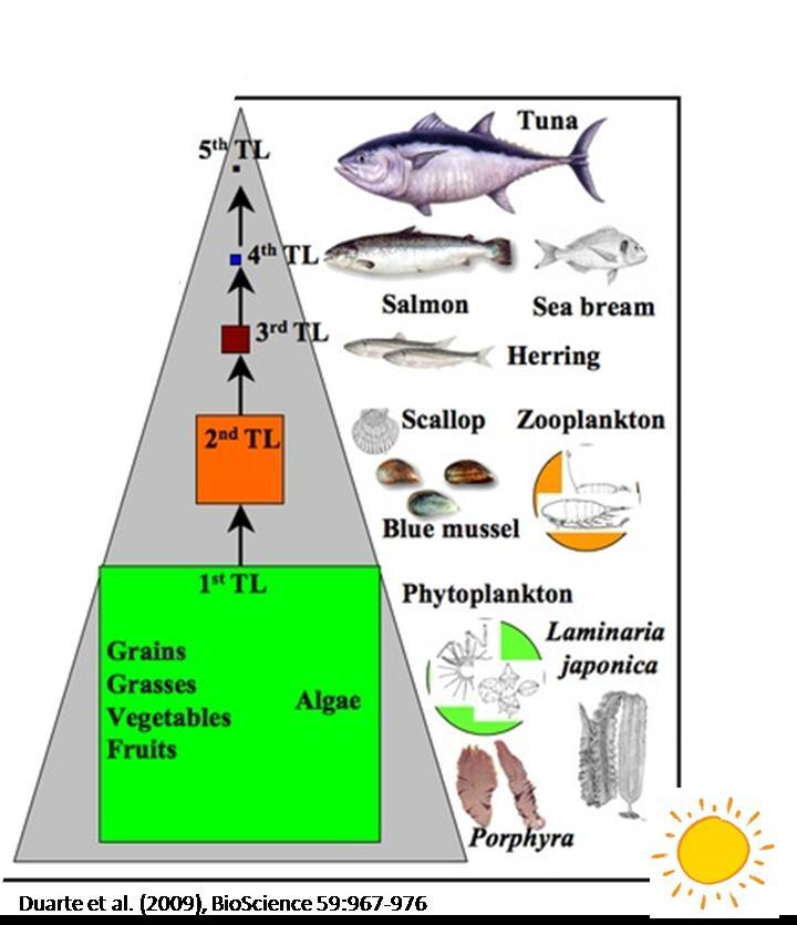 οργανισμούς που το αξιοποιούν 2 ο επίπεδο (Φυτοπλαγτονοφάγοι και