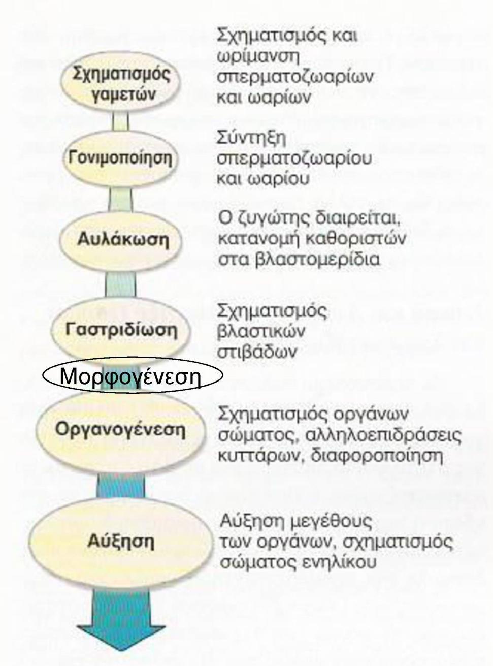 Εγγενής αναπαραγωγή Σχηματισμός και ωρίμανση ωαρίων και σπερματοζωαρίων και ωαρίων Σύντηξη ωαρίου (απλοειδές) και σπερματοζωαρίου (απλοειδές), σχηματισμός ζυγωτού (διπλοειδές) Ταχείες μιτωτικές