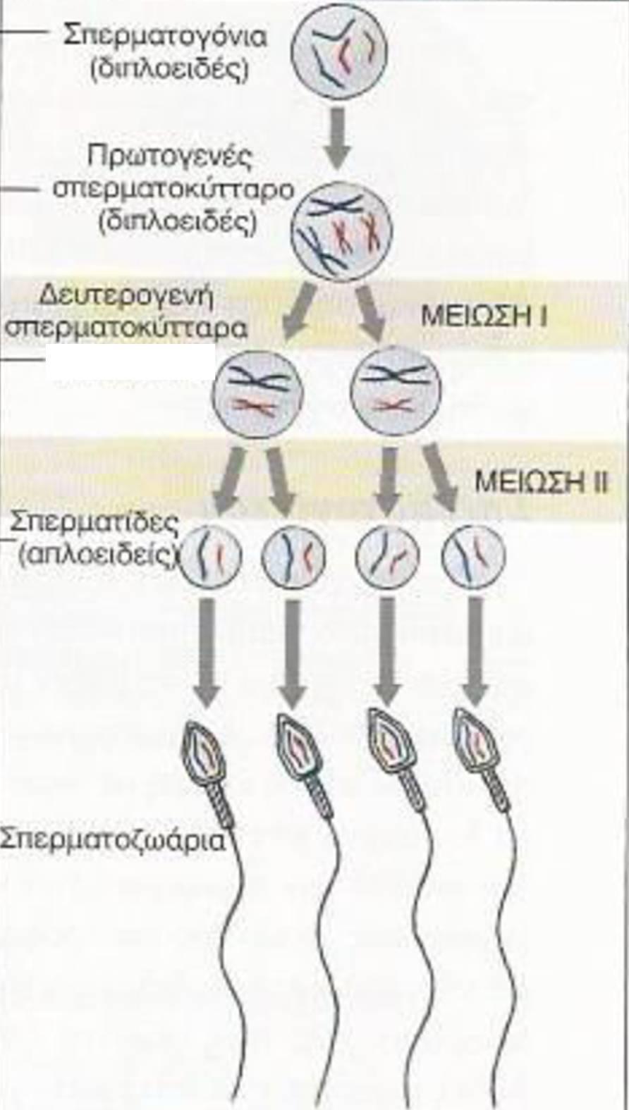 σπέρματος ( ).