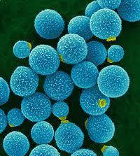 Cryptococcus spp.
