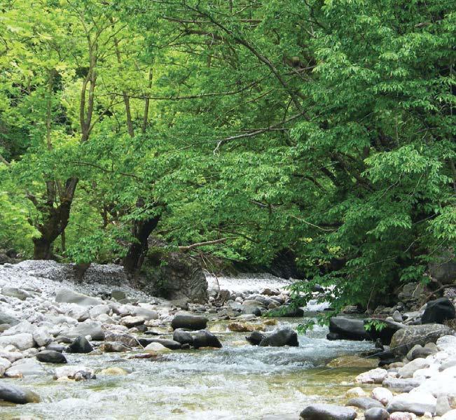 platalea ενημερωτικό δελτίο τεύχος 7o του Φορέα Διαχείρισης στενών & εκβολών ποταμών Αχέροντα & Καλαμά περιεχόμενα Iχθυοπανίδα των εσωτερικών υδάτων...1 Εditorial...2 Ποταμός Αχέροντας.
