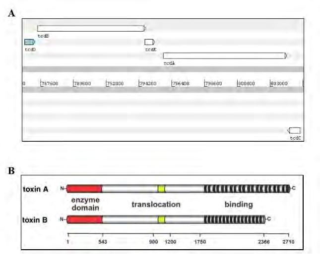 2.5.3 Οργάνωση και δομή των γονιδίων των τοξινών Α και Β Οι τοξίνες Α και Β αποτελούν πρωτεΐνες υψηλού μοριακού βάρους (308 και 269 kda αντίστοιχα) και ανήκουν στην οικογένεια των μεγάλων τοξινών των