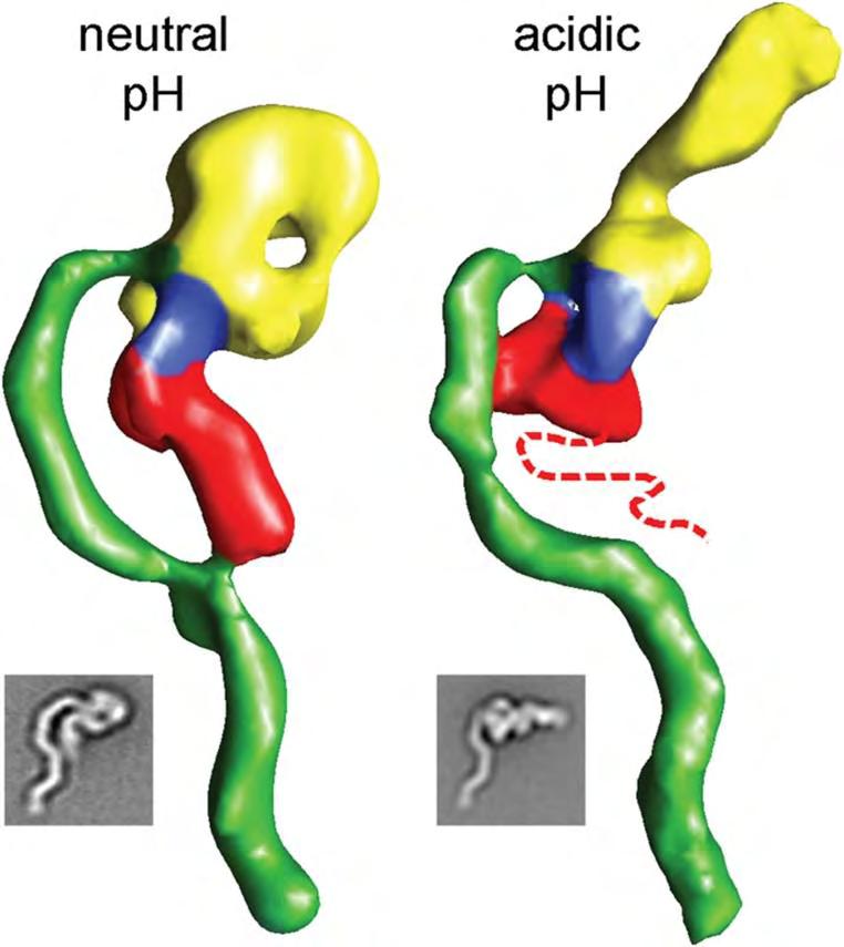 Οι τοξίνες Α και Β ομοιάζουν σε μεγάλο βαθμό και παρουσιάζουν μια δομή τριών περιοχών όπως φαίνεται και στην εικόνα 8Β.
