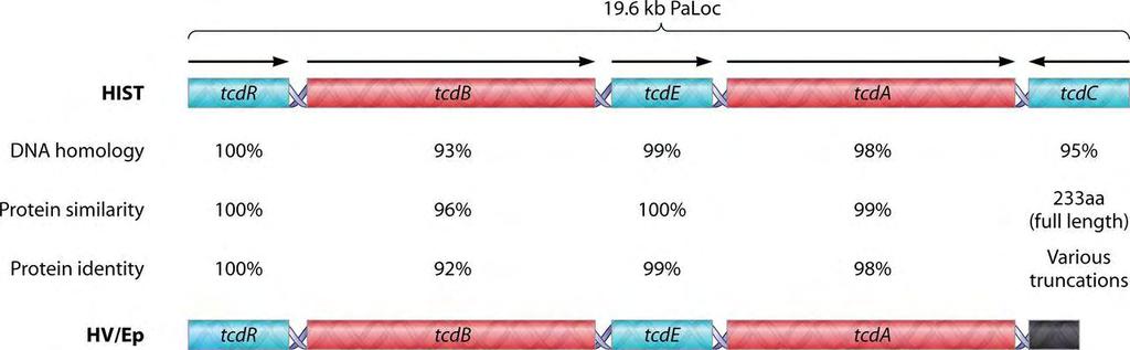 2.5.3.1 Γονιδιακή οργάνωση του τόπου PaLoc στο στέλεχος 027 Ο ριβότυπος 027 του C. difficile αναφέρεται ως υπερλοιμογόνος λόγω της ικανότητας του να παράγει αυξημένες ποσότητες τοξινών Α και Β.