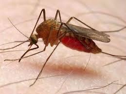 ΕΙΣΑΓΩΓΗ Η ελονοσία μεταδίδεται στον άνθρωπο μετά από τσίμπημα από μολυσμένα από το πλασμώδιο