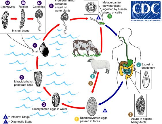 Fasciola hepatica Σποροκύσττη Ρηδιο Κερκάριο Βιολογικός κύκλος Τα κερκάρια κολυμπούν και εγκυστώνονται σε μετακερκάρια στη βάση φυτών Τα μετακερκάρια προσλαμβάνονται από τον κύριο ξενιστή με το νερό