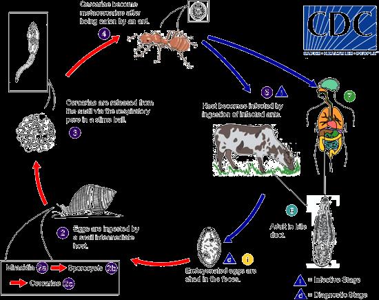 Dicrocoelium dentriticum Τα κερκάρια μετατρέπονται σε μετακερκάρια αφού καταποθούν από ένα μυρμήγκι ψ Βιολογικός