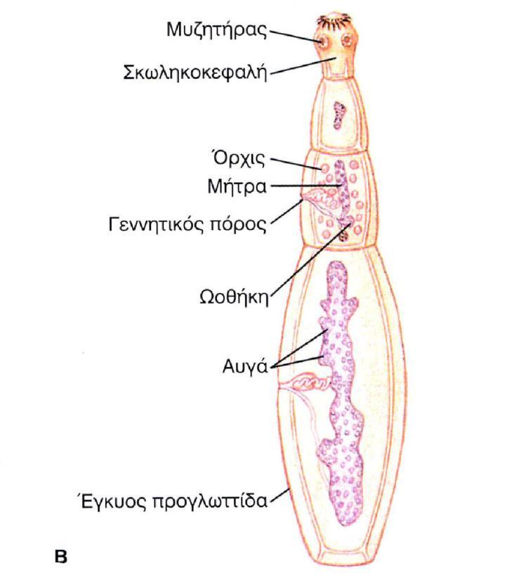 Βασίλειο: Animalia Φύλο: Platyhelminthes Κλάση Cestoda (Κεστώδεις)