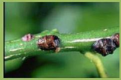 Λεκάνιο (S. oleae) Τα τέλεια έντομα είναι θηλυκά με κυρτό σώμα που περιβάλλεται από καστανό, σκληρό περίβλημα.