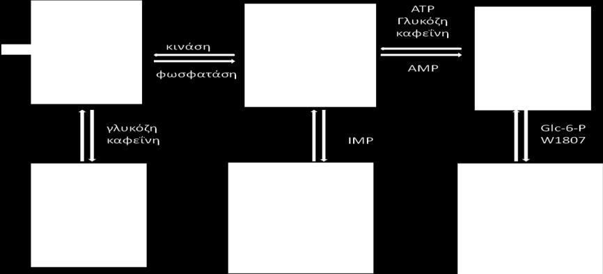 Η ανενεργός μορφή της φωσφορυλάσης b μπορεί να ενεργοποιηθεί από την συνεργιστική σύνδεση του AMP και κάποιων αναλόγων του (όπως το IMP) και να ανασταλεί από το AΤP, το ADP, την α-d-6-φωσφορική