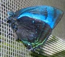 Hairstreak