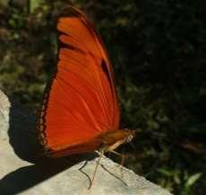 Longwing