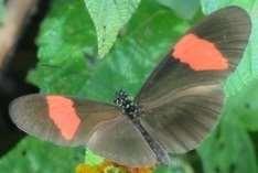 Longwing