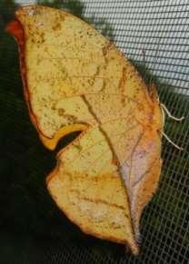 Leafwing