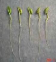 Σπόροι του φυτού Stevia rebaudiana που έχουν βλαστήσει Χημική ένωση