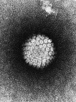 DNA του Ιου είναι~8 kbp Πάνω από 200 HPV γονότυποι Διαφέρουν μεταξύ τους κατά τουλάχιστον κατά 10% στο