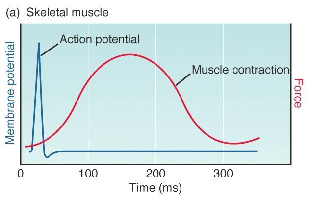 Δυναμικό δράσης στους σκελετικούς μύες - Όταν ο σκελετικός μυς δεχθεί ηλεκτρικό σήμα ενεργοποιείται ένα δυναμικό δράσης στα μυϊκά κύτταρα ανοίγοντας