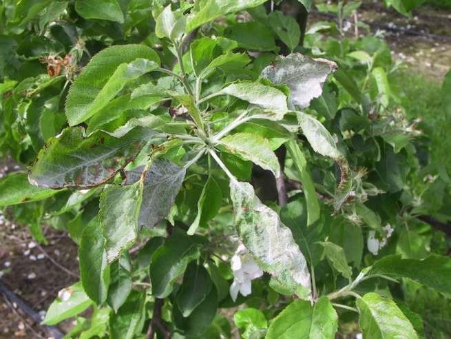 Εικ. 35: Λευκή εξάνθηση και σχηματισμός λογχοειδών φύλλων μηλιάς από ωίδιο.