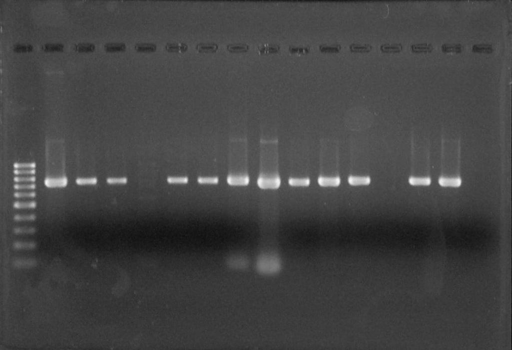 1 2 3 4 5 6 7 8 9 10 11 12 13 14 15 16 sur. 6. pjr V. alginolyticus. 1 - markeri 100bp; 2-dadebiTi kontroli; 3-15 V. alginolyticus-s Stamebi. 16 - negatiuri kontroli.