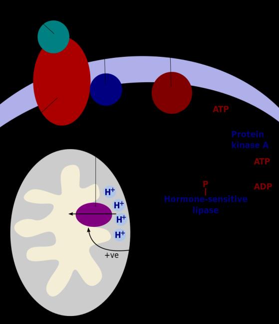 Gonzalez-Garcia et al, In: F.