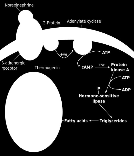 ), Sex and Gender Factors Affecting