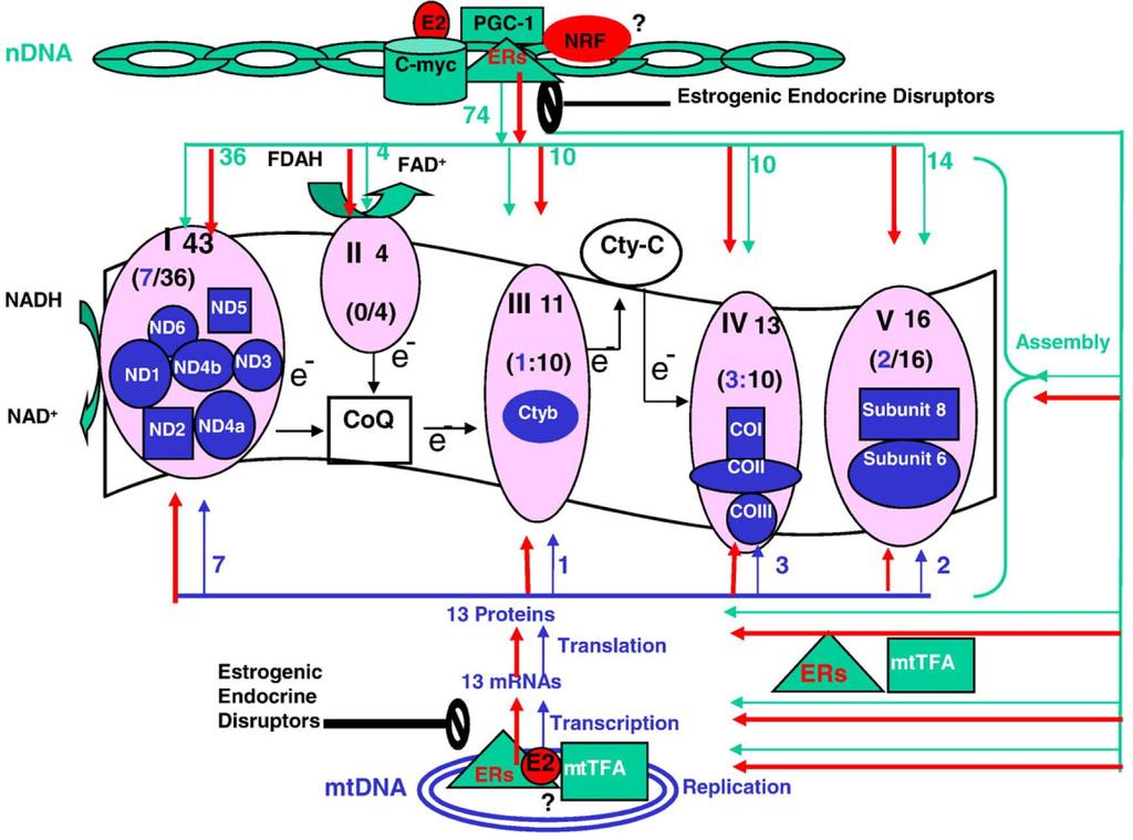 Αναπνευστική μιτοχονδριακή αλυσίδα και οιστρογόνα/ διαταράκτες
