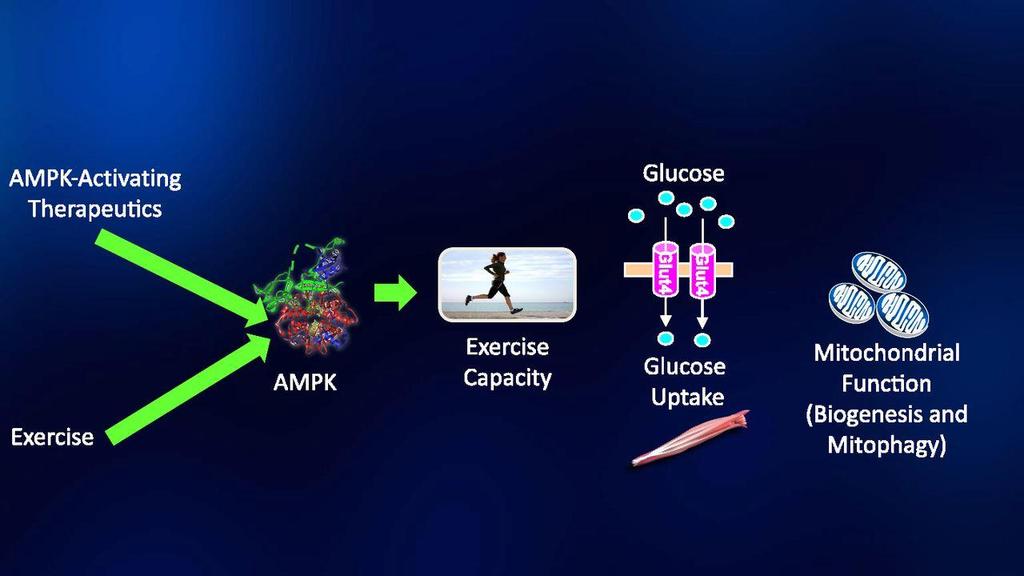 2. Exercise, AMPK, and skeletal muscle.